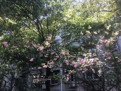 -武汉大学-樱园