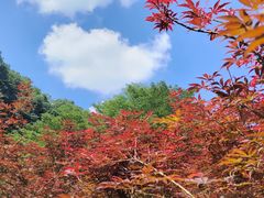 -广州市帽峰山景区