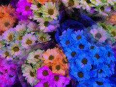 -花鸟鱼虫鲜花绿植市场(玉泉路店)