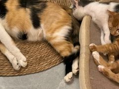 -瑞派康怡24h宠物医院·犬猫医疗中心·微创绝育(瑞景分院)
