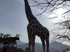 -西霞口神雕山野生动物世界