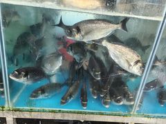 -马王堆海鲜水产市场