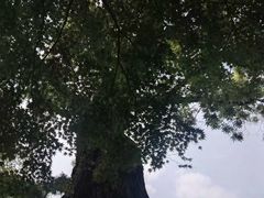 -拙政园