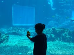 -海棠湾洲际-涛·海底餐厅·美人鱼·自助餐·海底隧道