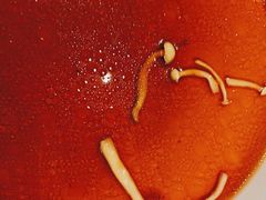 -新白鹿餐厅(百联中环店)