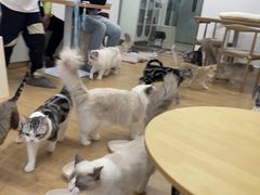 -有喵·猫咖·狗咖·30几只猫10只小狗(岗厦店)