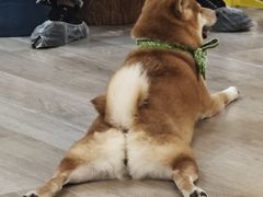 -柴迷FANS CLUB·柴犬狗咖·猫咖