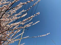 -香雪海