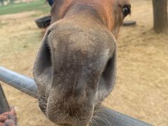 -北京群众马术培训基地