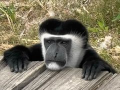 -大连森林动物园