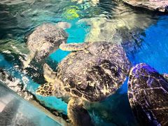 -烟台海昌鲸鲨海洋公园