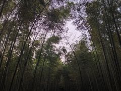 -大奇山国家森林公园