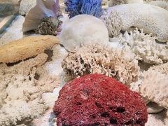 -贝林大翅鲸简餐厅(国家海洋博物馆店)