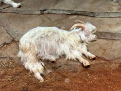 -Zoolung Zoolung动物主题公园(海信广场店)