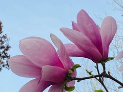 -丰台花园