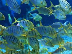 -泉城欧乐堡海洋极地世界