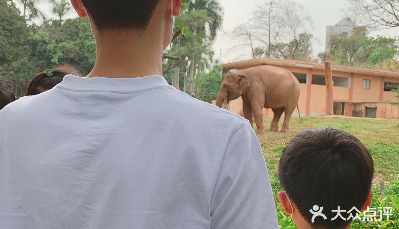 遛娃｜广州动物园20元的快乐
