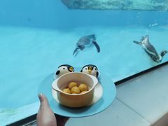 -帝企鹅自助餐厅•儿童岛•真企鹅(长隆企鹅酒店)