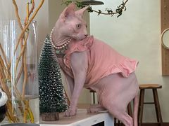 -有猫主题·治愈系猫咖(曾厝垵店)