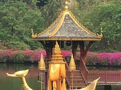 -西双版纳原始森林公园