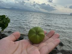 -深圳湾公园(南山区)