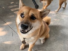 -柴犬高等学院·狗咖·柴犬售卖·宠物训练