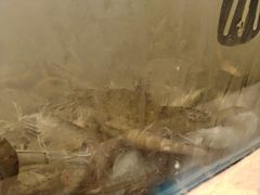 -海天盛宴潮汕蒸汽海鲜高端自助形象店