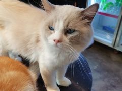 -more than meow吴止猫主题餐厅(承德 中船汇店)