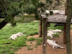 -西霞口神雕山野生动物世界