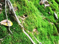 -上海佘山国家森林公园天马山园