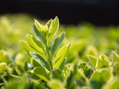 -合肥三国新城遗址公园