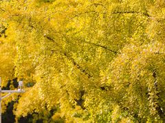 -三里屯东五街银杏大道