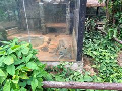 -海南热带野生动植物园