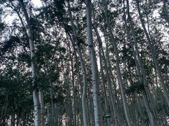 -仁和公园(顺义区)