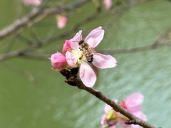 -中国科学院华南植物园