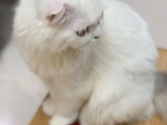 -猫和宫(六道口店)