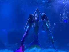 -石家庄海洋公园