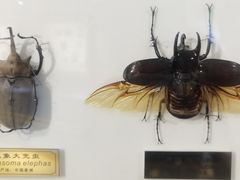 -上海昆虫博物馆