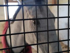 -北京群众马术培训基地