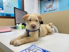 -宠颐生猫科·内科皮肤科(西平世纪城店)