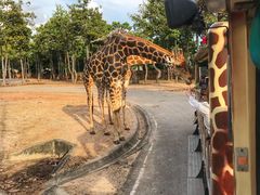 -清迈夜间动物园