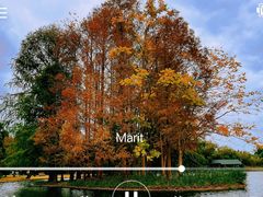 -上海共青森林公园