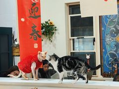 -猫小院猫主题餐厅(南锣旗舰店)