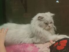 -猫咪博物馆(顶澳仔猫街店)