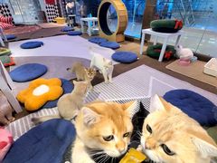 -大型宠物商超·宠海王国·宠物猫狗活体·用品·美容(新世界百货重庆店)