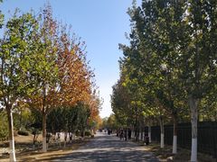 -永定河休闲森林公园