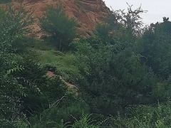 -红山国家森林公园