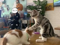 -平行世界·猫咖(首经贸店)