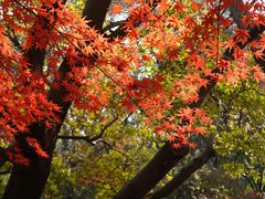 -秋霞圃