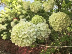 -平湖九龙山庄园圣马可酒店